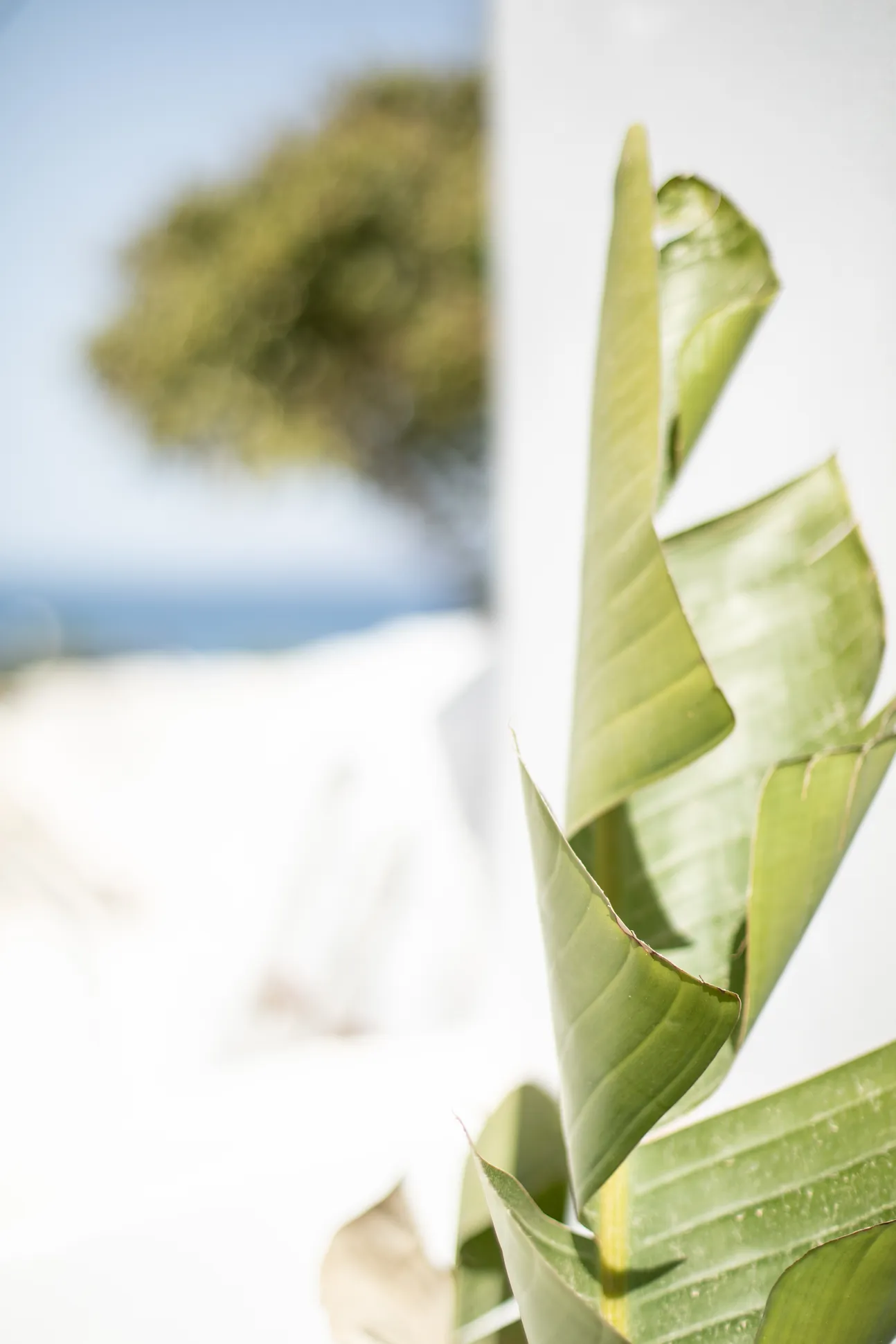 Banana leaves framing the sea
